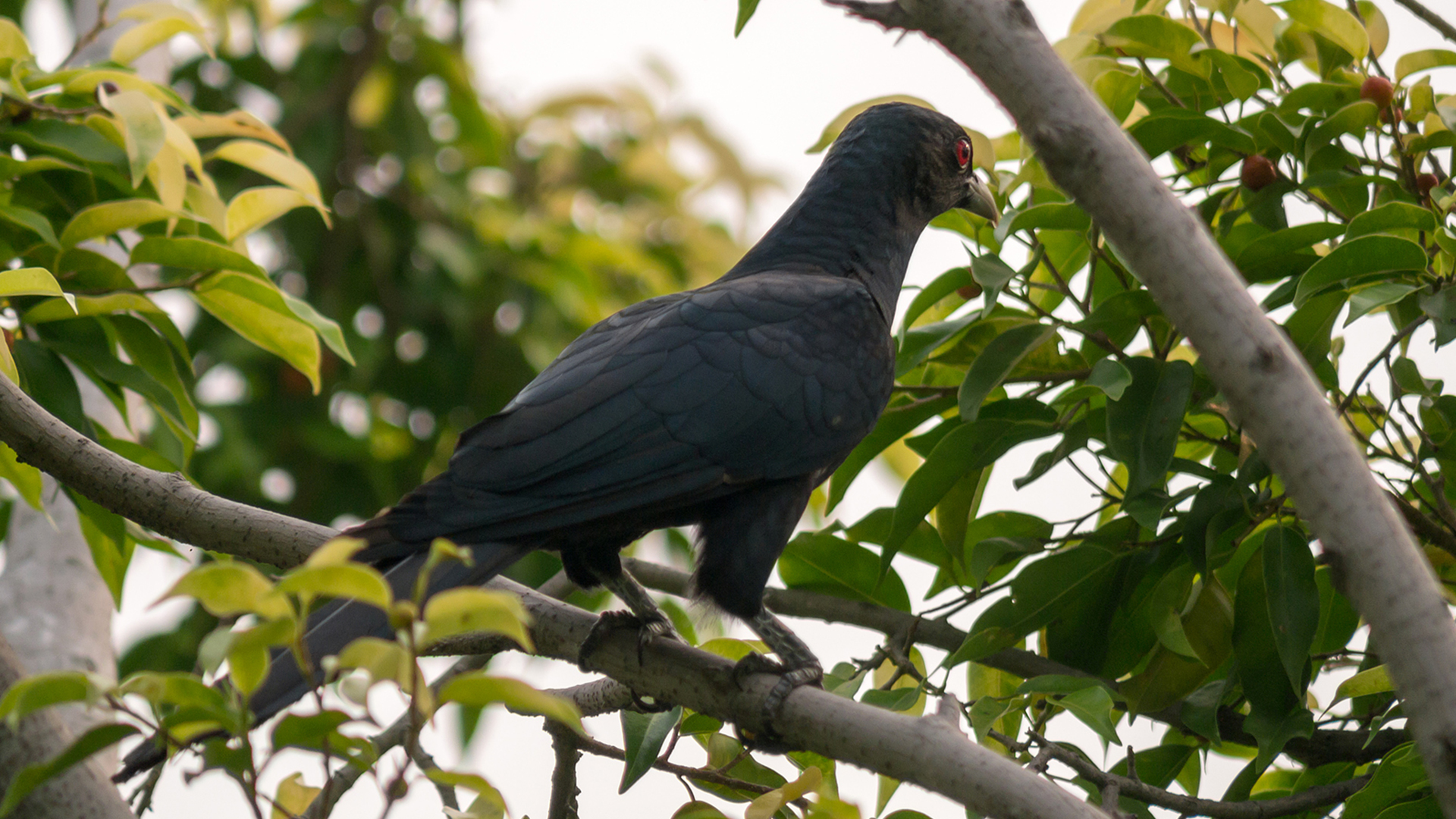 Asian Koel