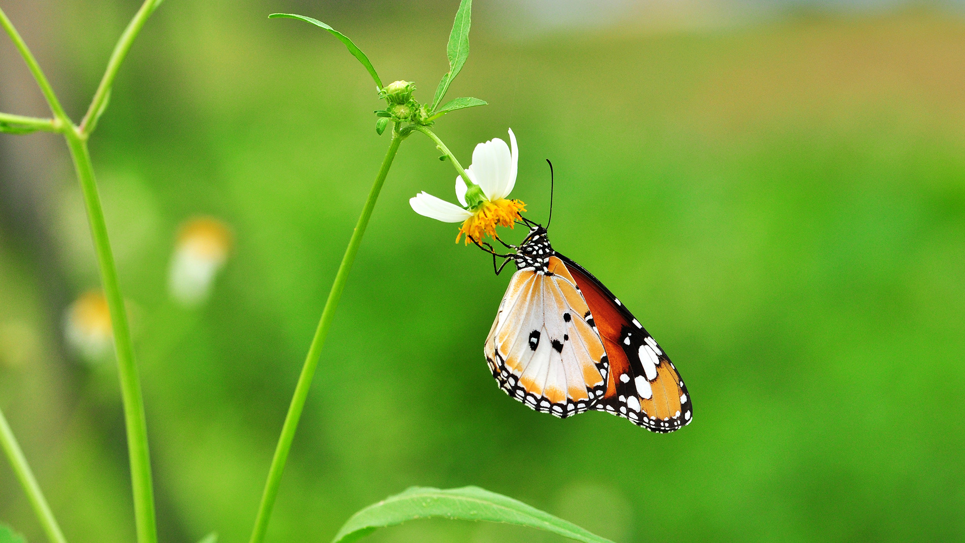 Plain Tiger Butterfly