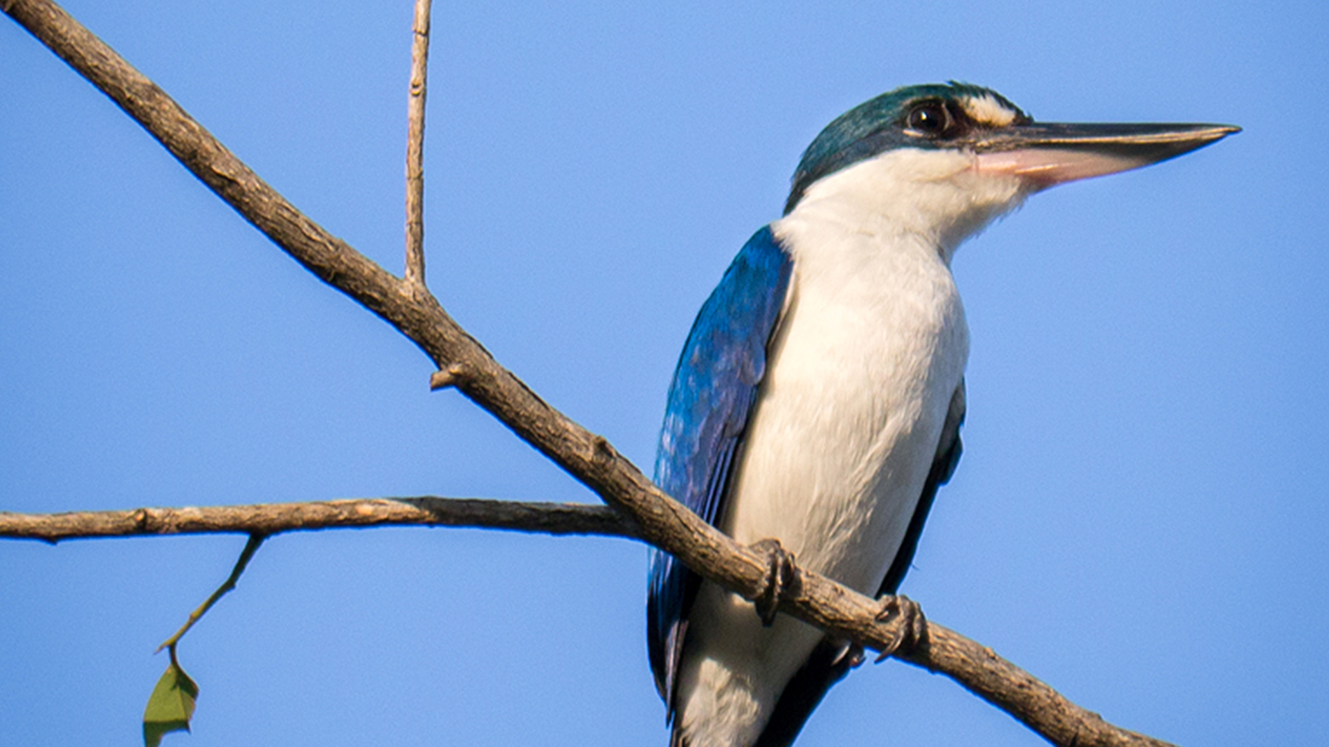 Collared Kingfisher