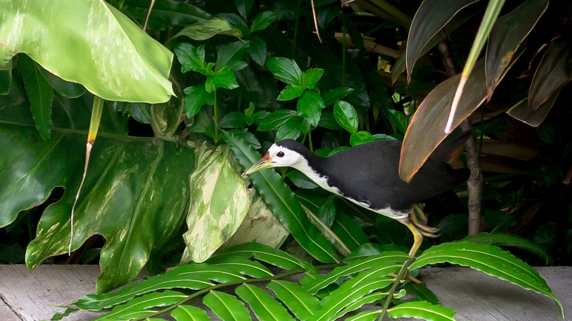 White-breasted Waterhen