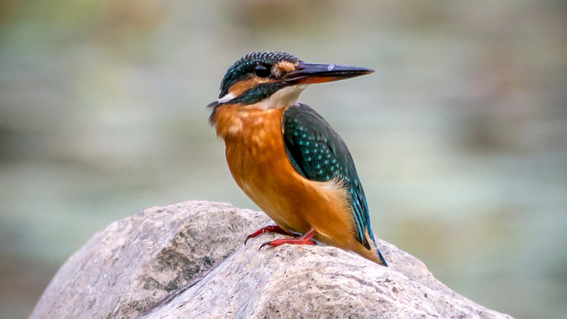 Common Kingfisher