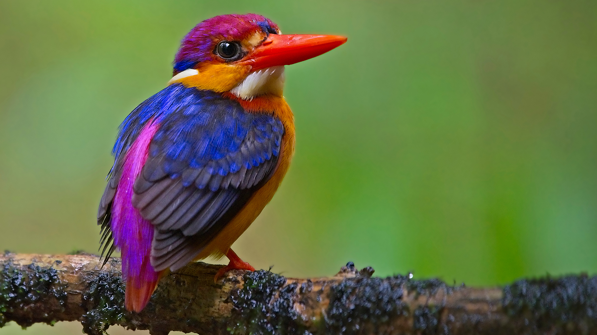 Oriental Dwarf Kingfisher