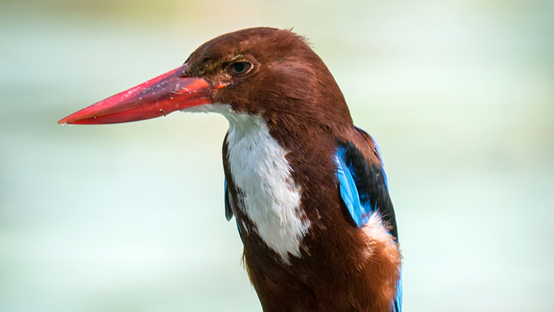 White-throated Kingfisher