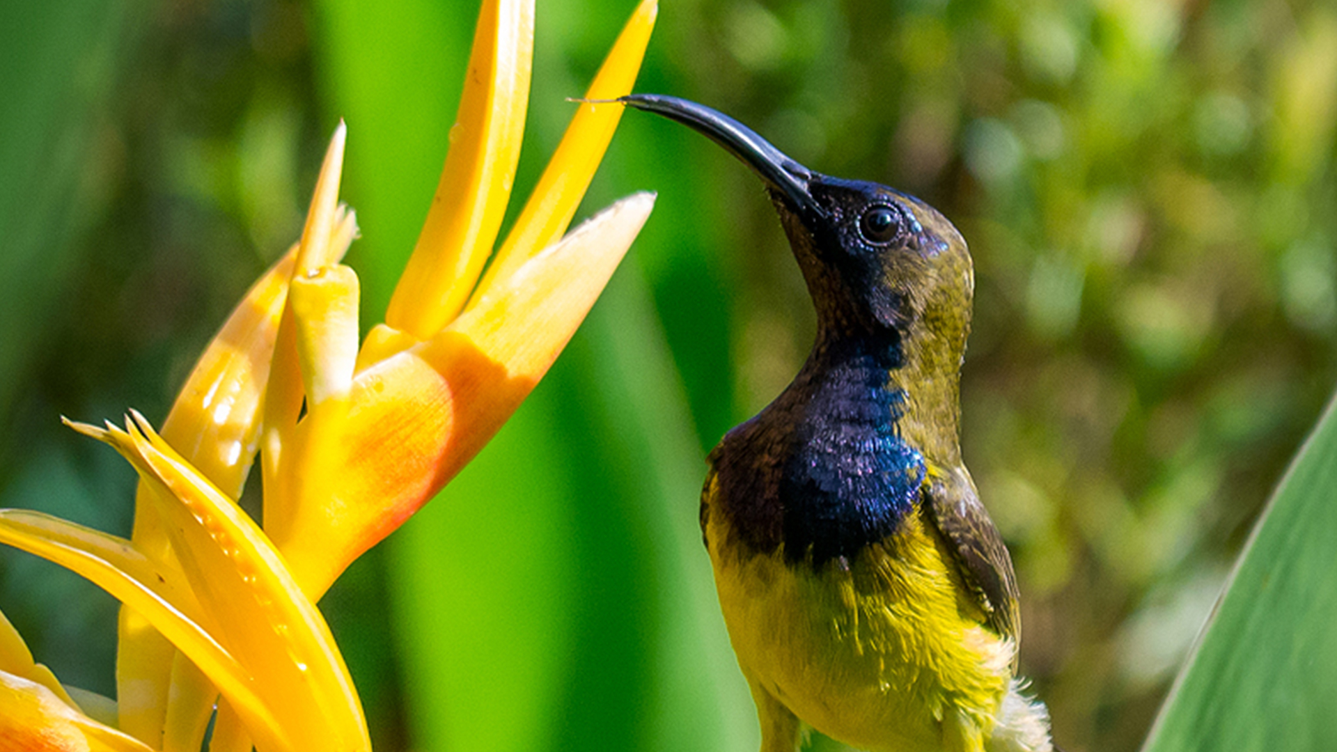 Olive-backed Sunbird