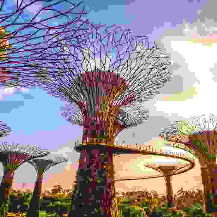 Supertree Grove