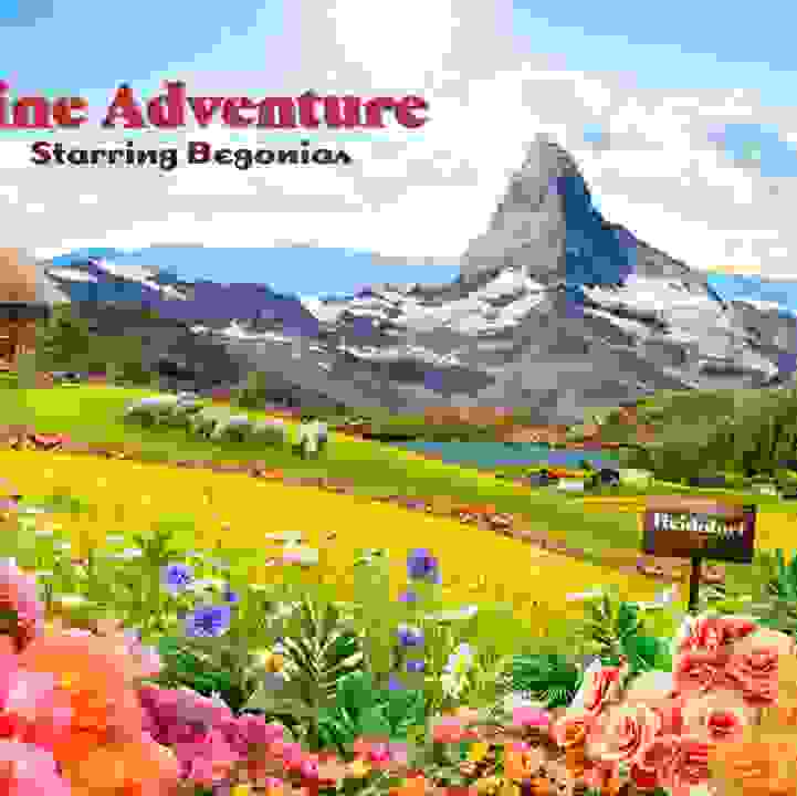 Alpine Adventure Starring Begonias