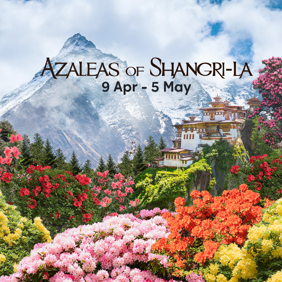 Azaleas of Shangri-La