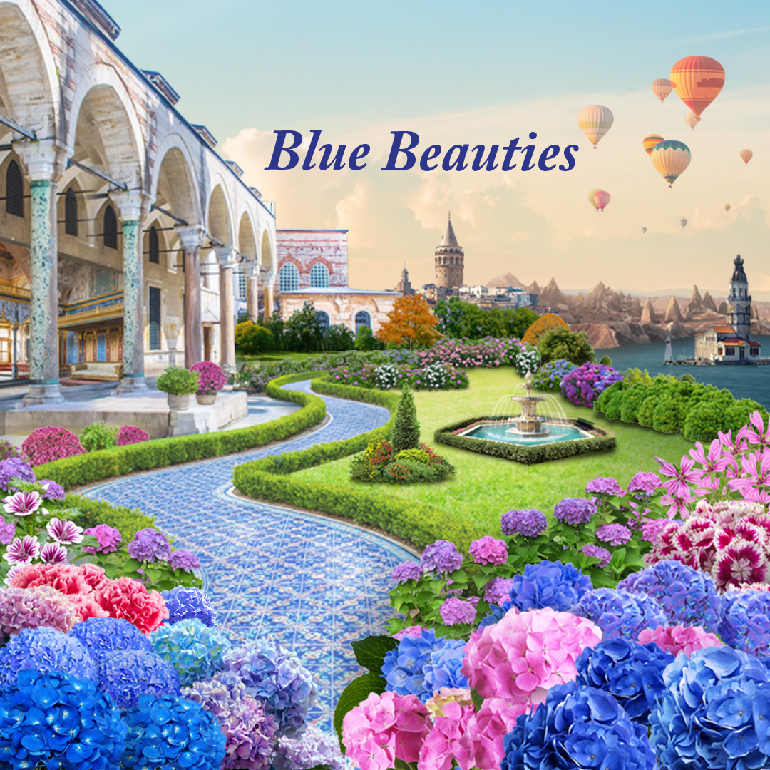 Blue Beauties