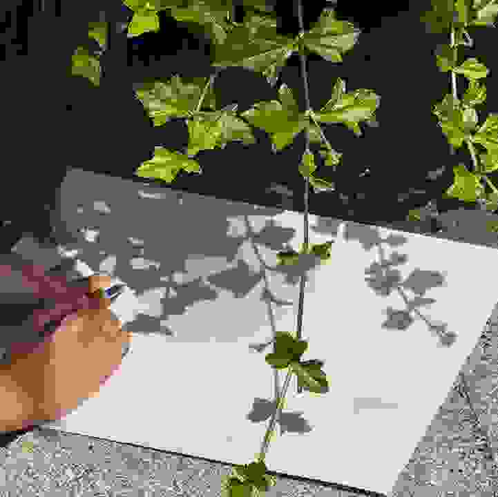 Botanical Silhouettes: Make Your Own Shadow Art