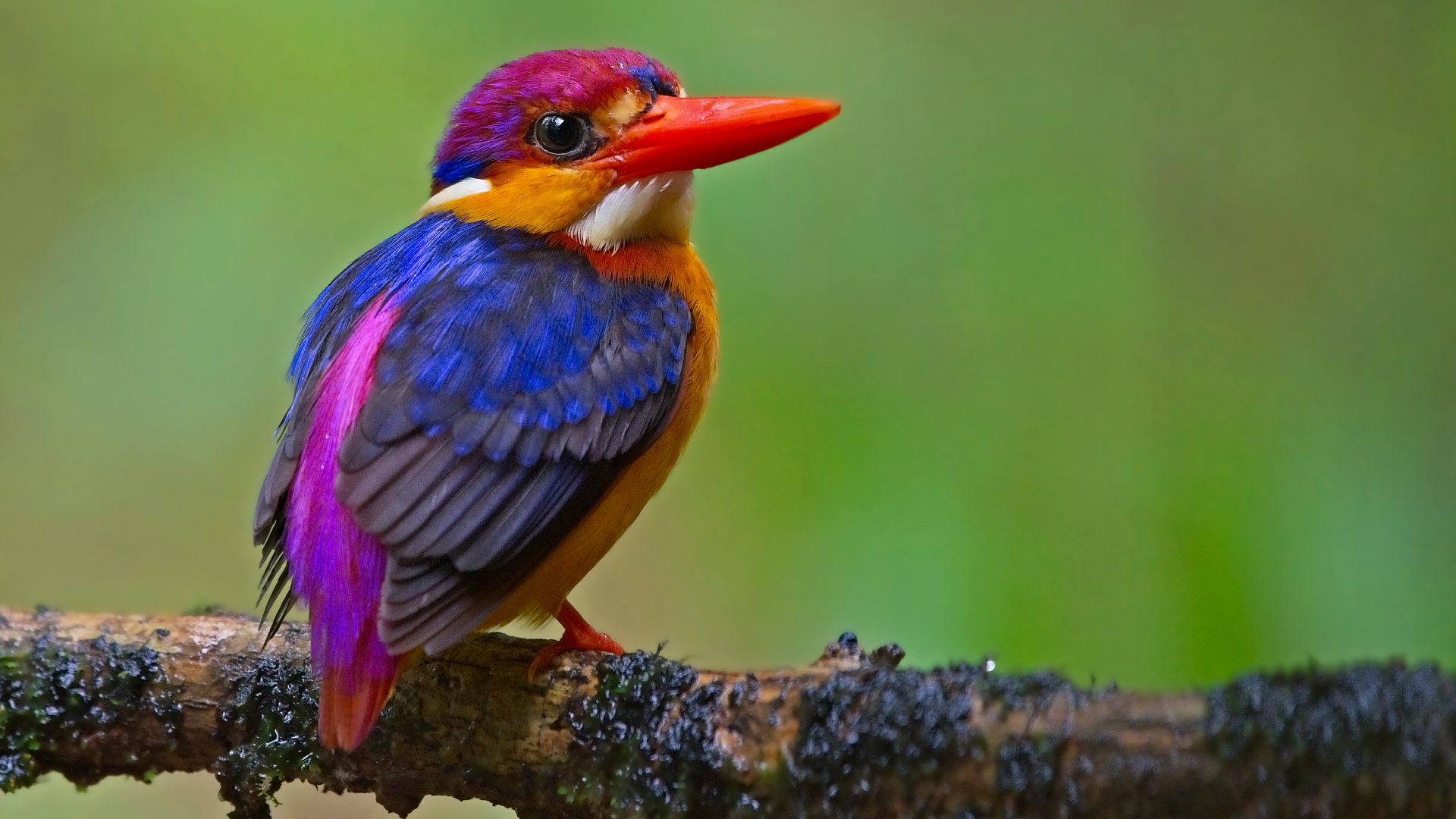 &lt;b&gt;Oriental Dwarf Kingfisher&lt;/b&gt;