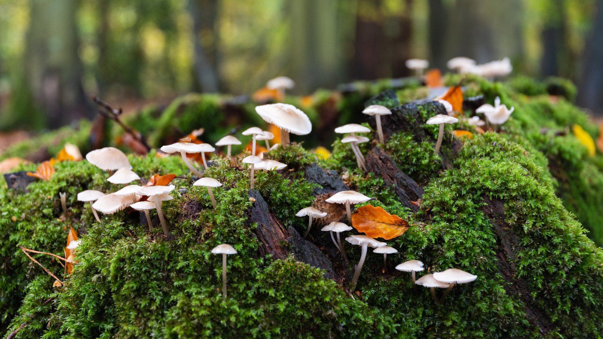 &lt;b&gt;Mushroom Cluster&lt;/b&gt;