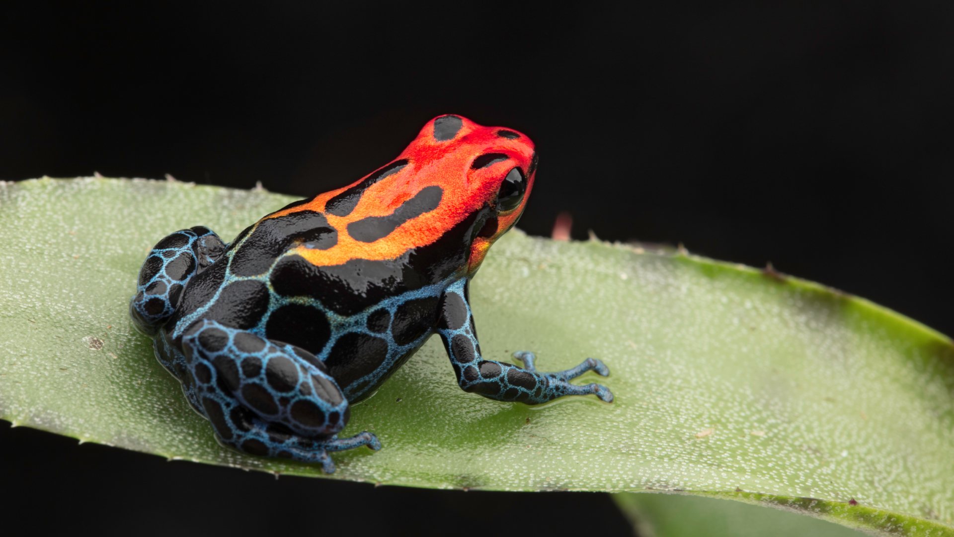 &lt;b&gt;Poison Dart Frog&lt;/b&gt;