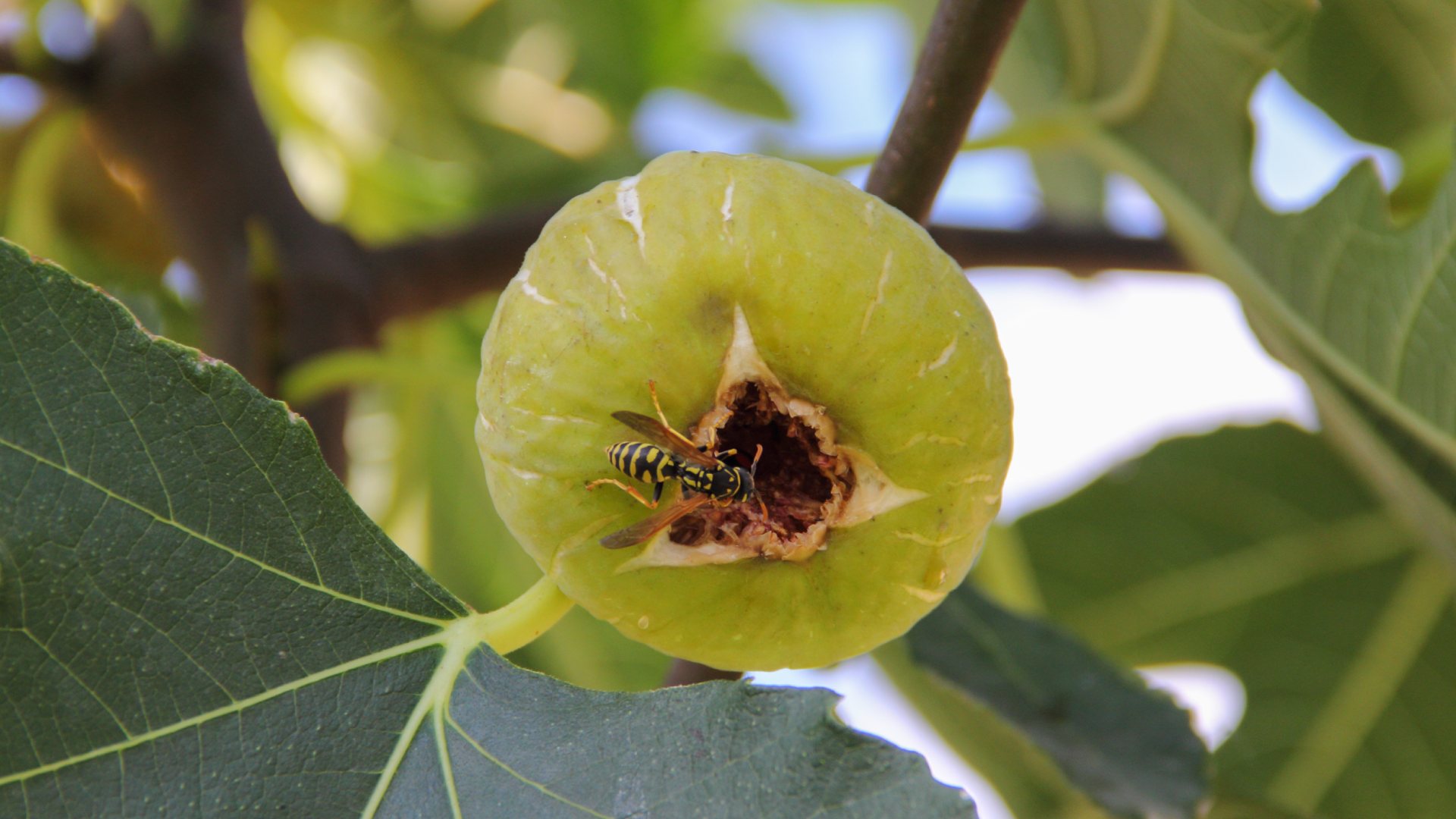 &lt;b&gt;Elephant Ear Fig&lt;/b&gt;
