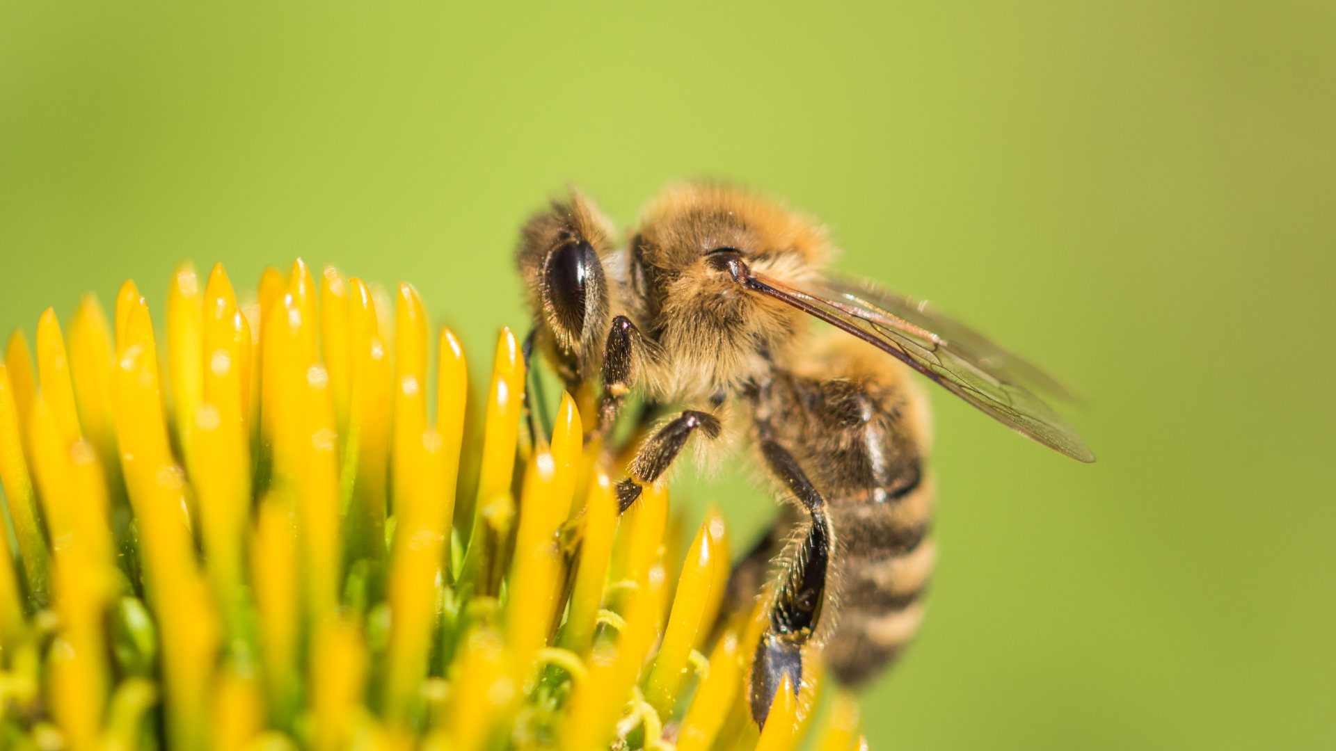 &lt;b&gt;Honey Bee&lt;/b&gt;