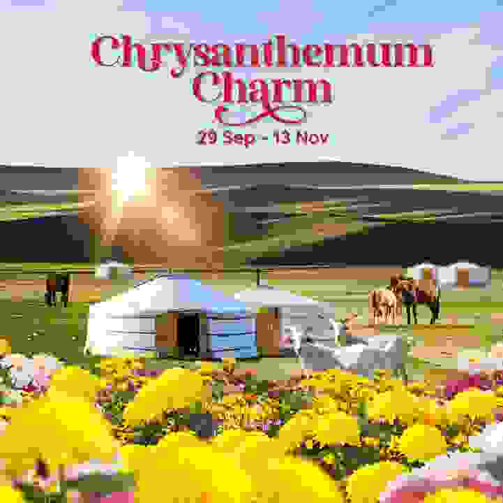 Chrysanthemum Charm