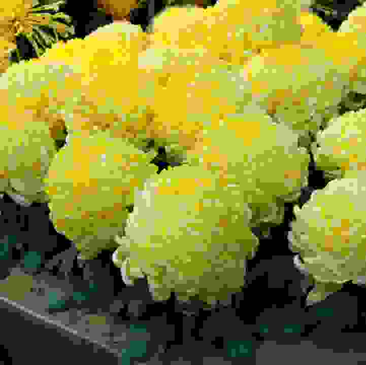 Chrysanthemum Charm