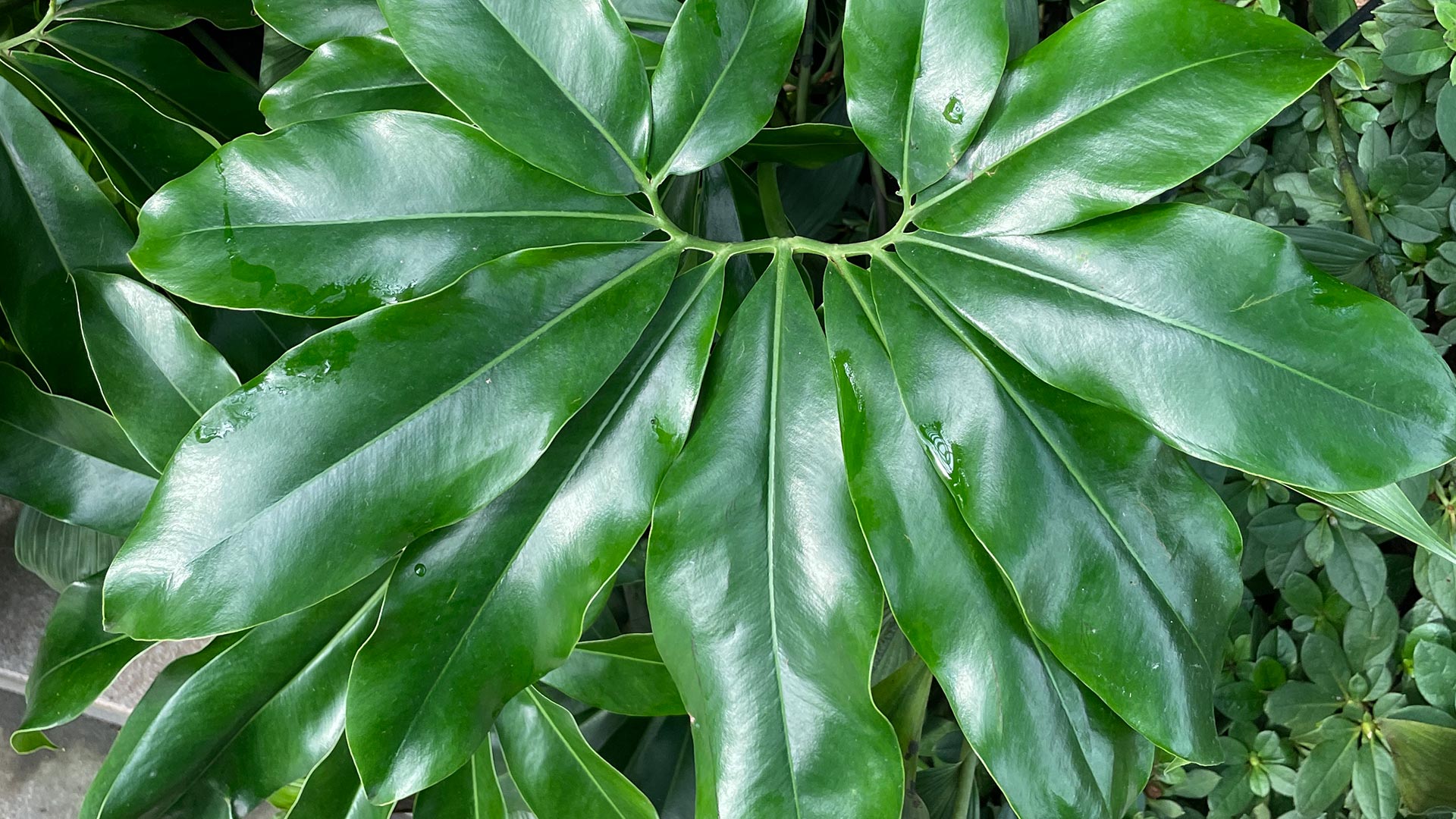 Finger Leaf Philodendron