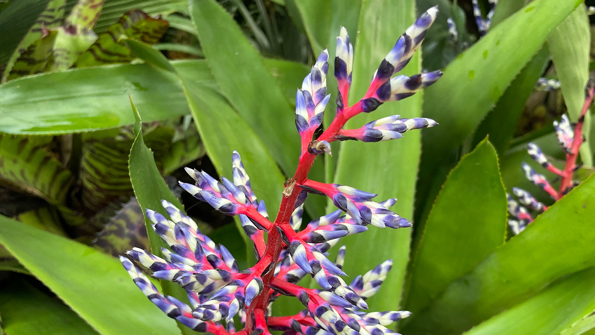 Aechmea 'Blue Rain'