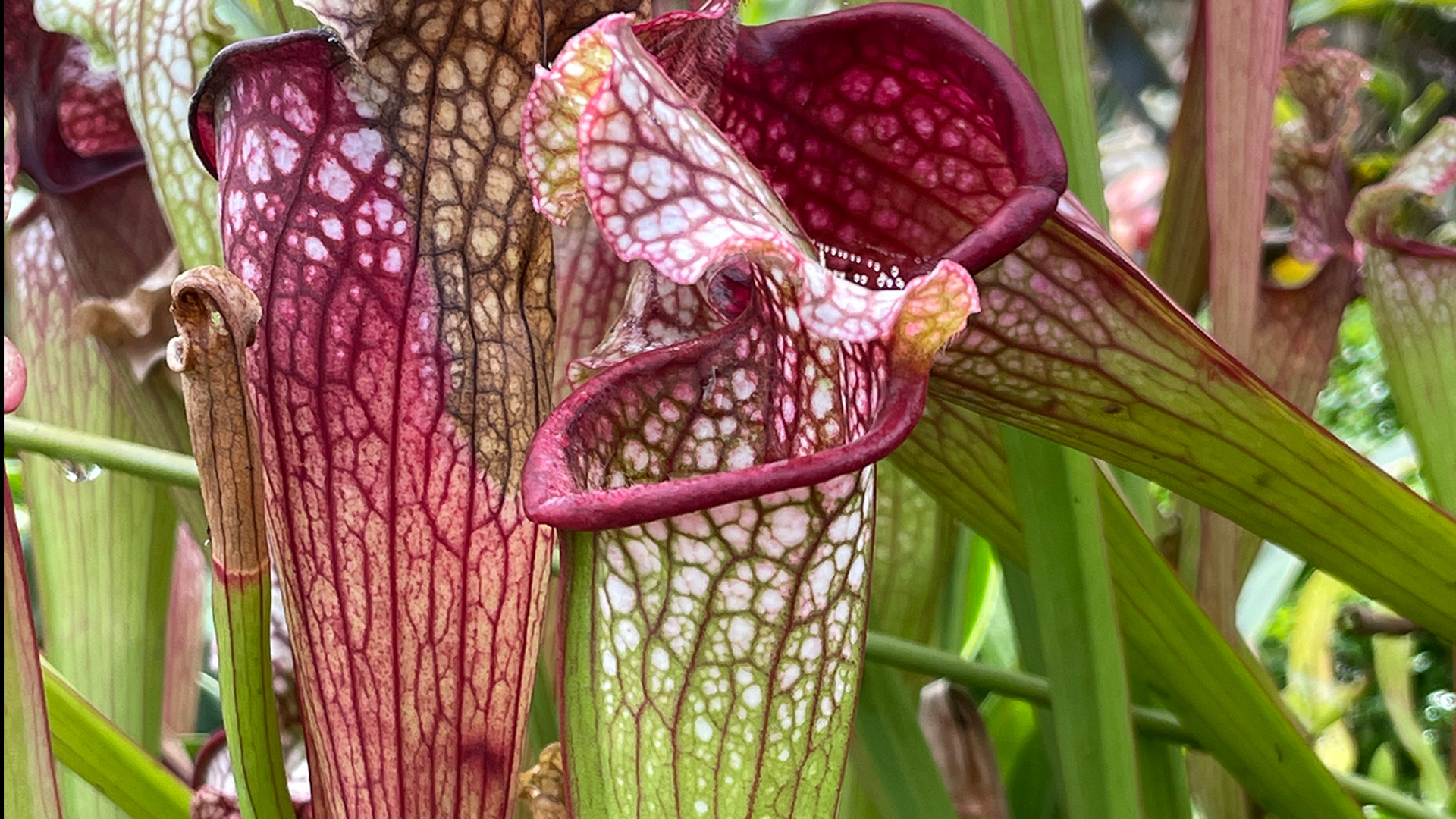 &lt;i&gt;Sarracenia&lt;/i&gt; cultivars