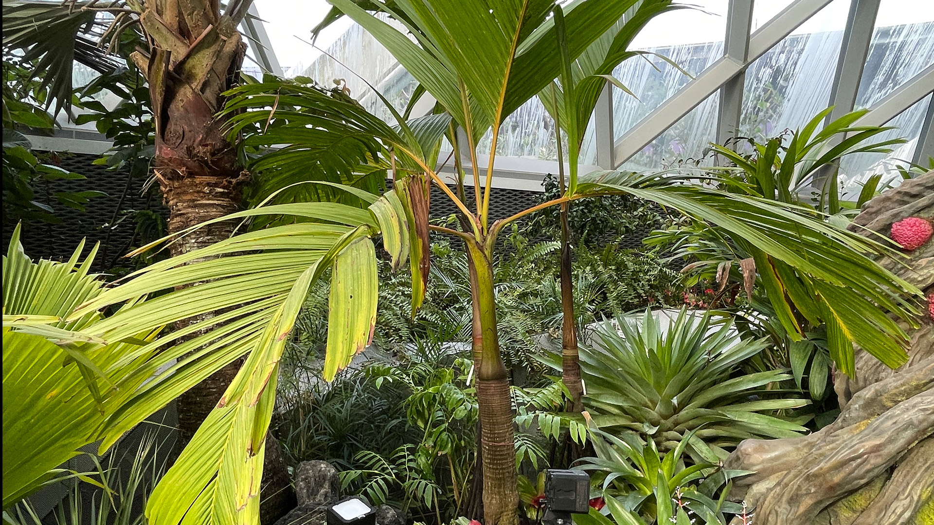Seychelle Stilt Palm