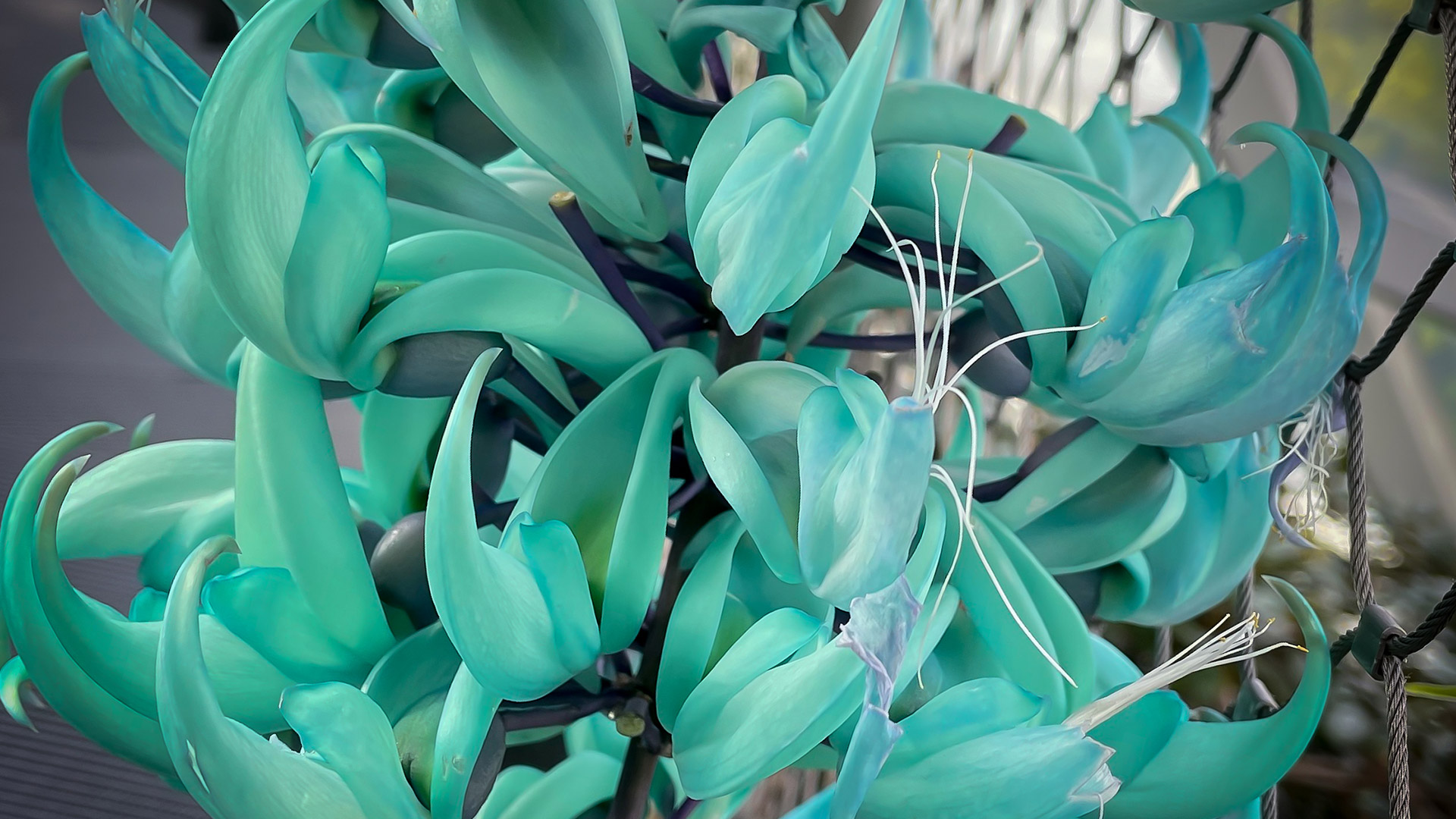 Jade Vine