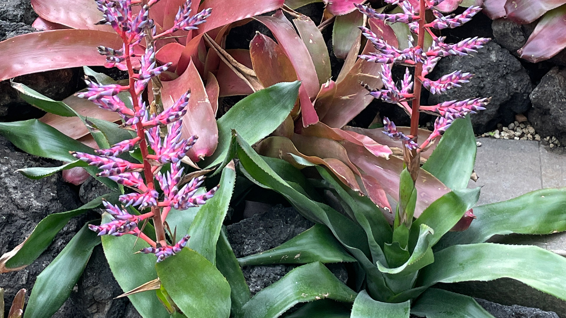 Aechmea 'Blue Tango'