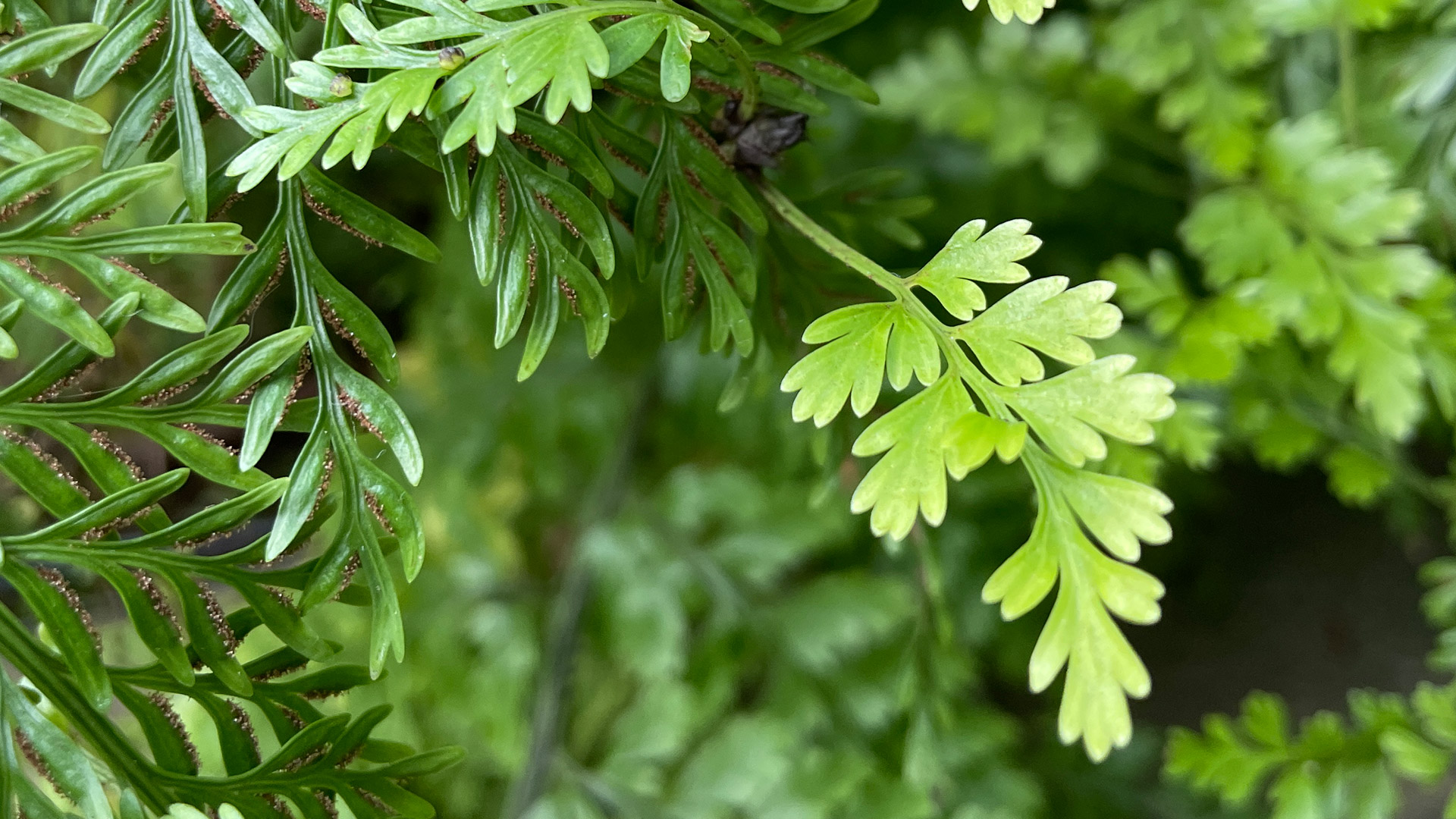 Mother Fern