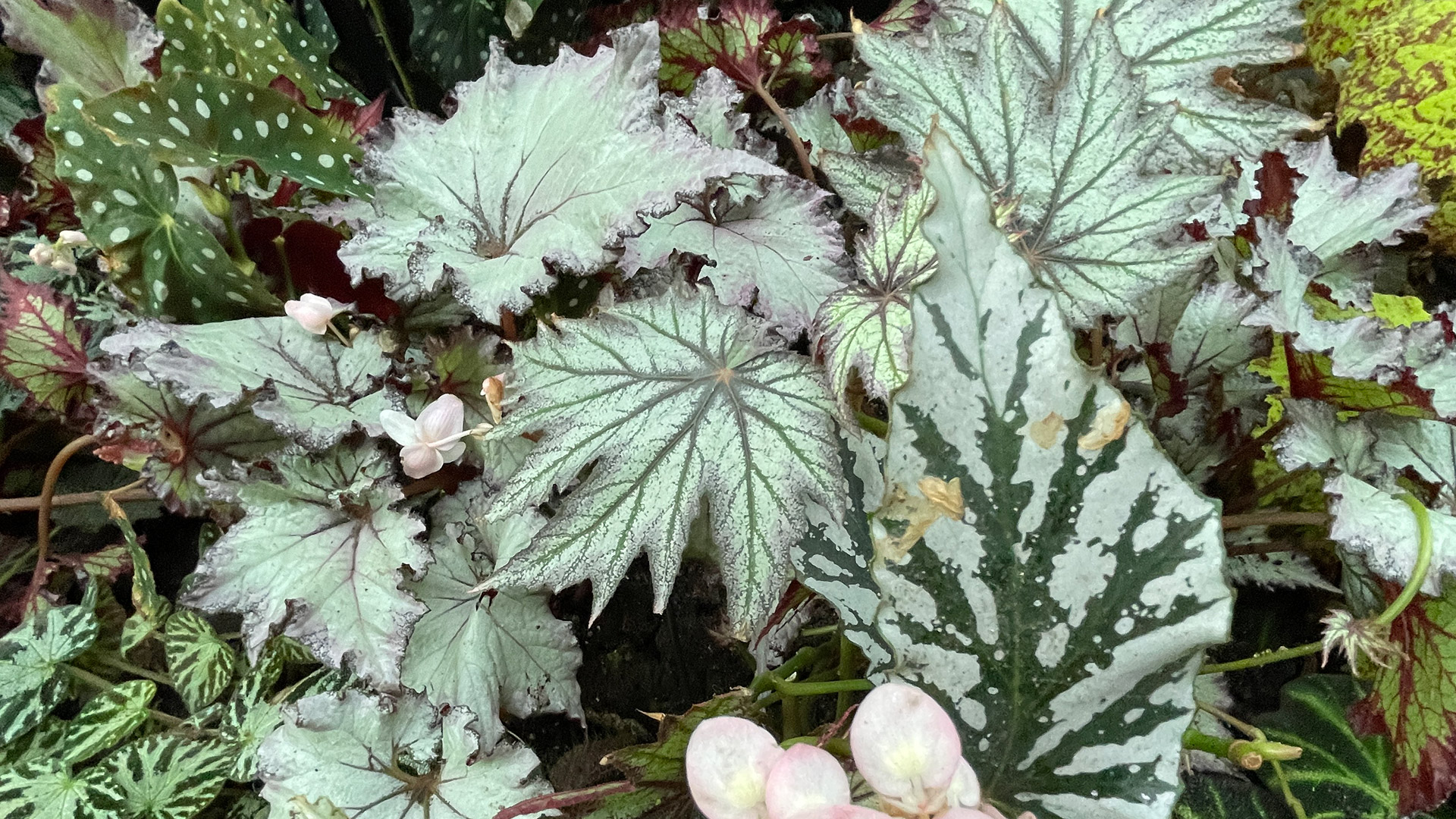 Begonias