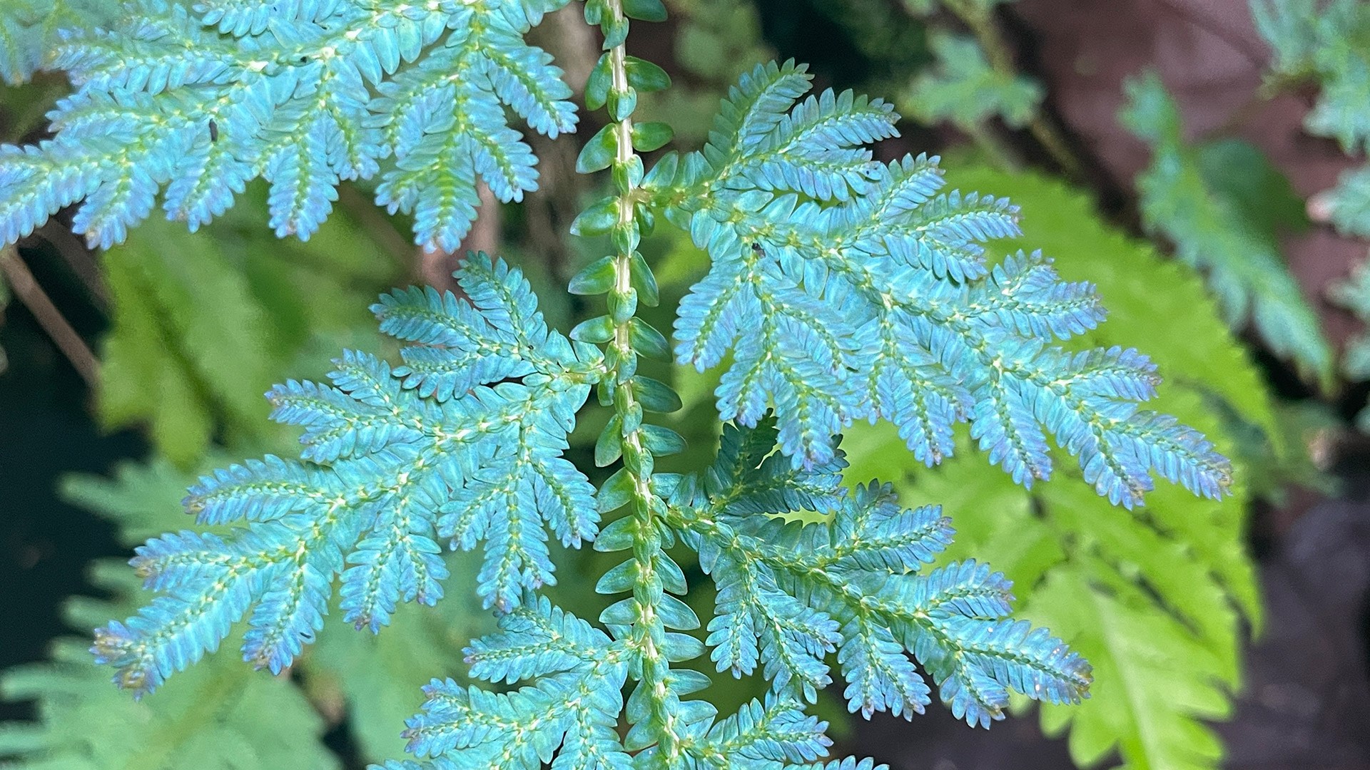 Peacock Spikemoss
