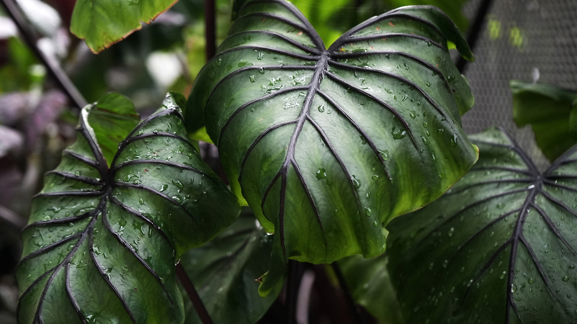 &lt;i&gt;Colocasia&lt;/i&gt; 'Pharaoh Mask'