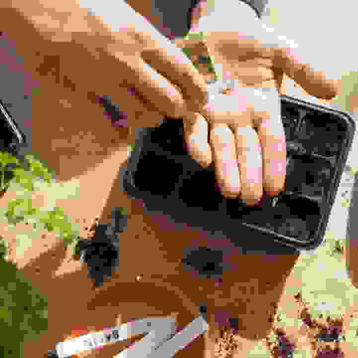 Cultivate Green Fingers - Basics of Growing Edibles from Seeds Workshop (7th Run)