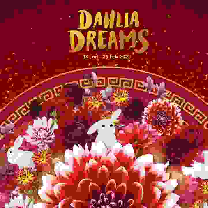Dahlia Dreams