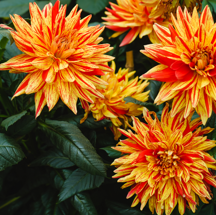 Dahlia Dreams 2024