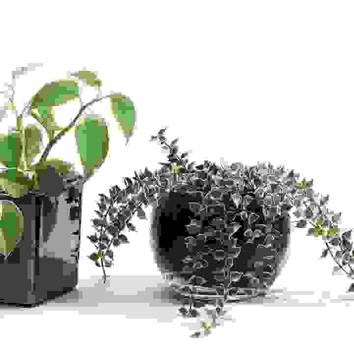 Members enjoy a special rate of $13.50 - My Little Soil-less House Plant by Little Big Garden