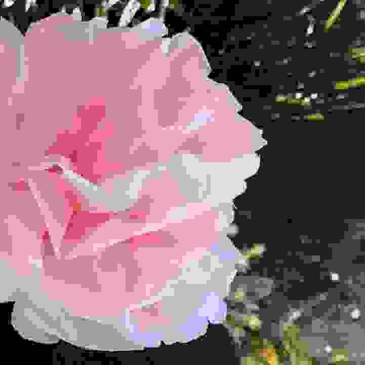 Get Crafty! &ndash; Paper Flowers by Italian Women&rsquo;s Group