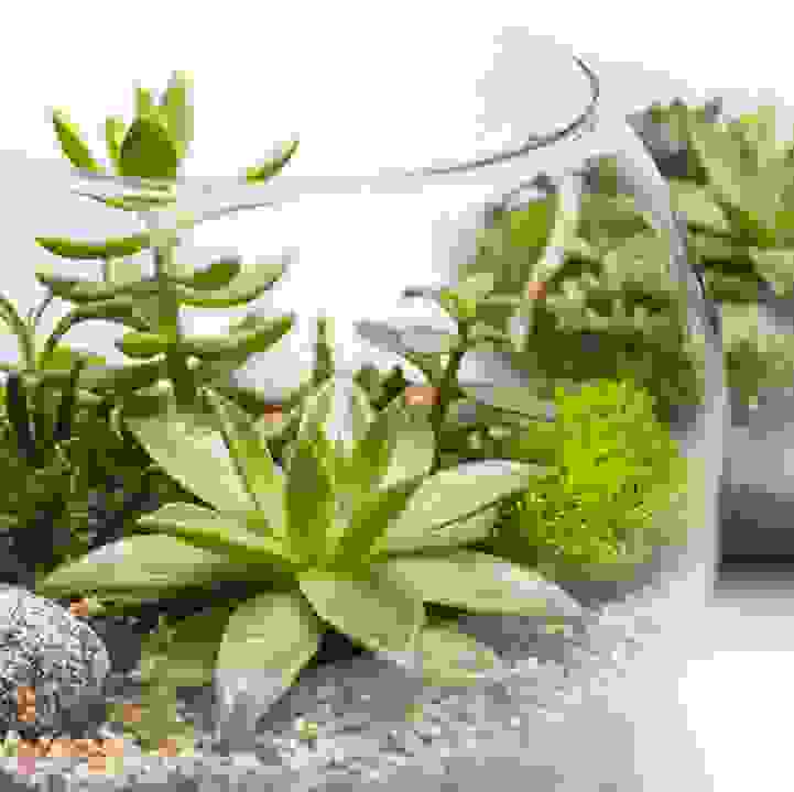 Grow with the Gardens Deluxe &ndash; Minimalistic Succulent Garden