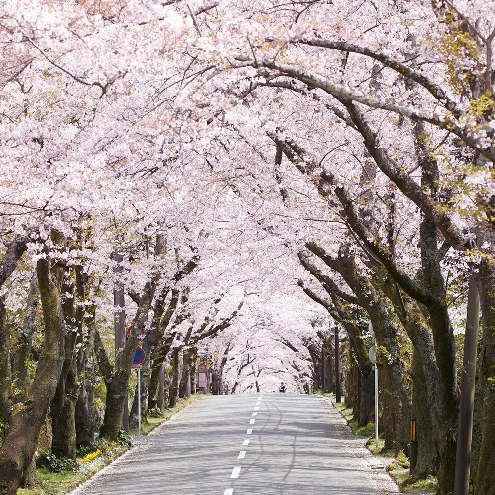 Touring Springtime Japan