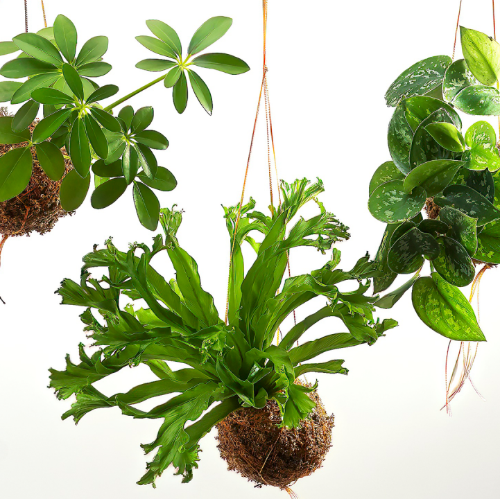 Kokedama: Creating your own Natural Moss Pot and String Hanger