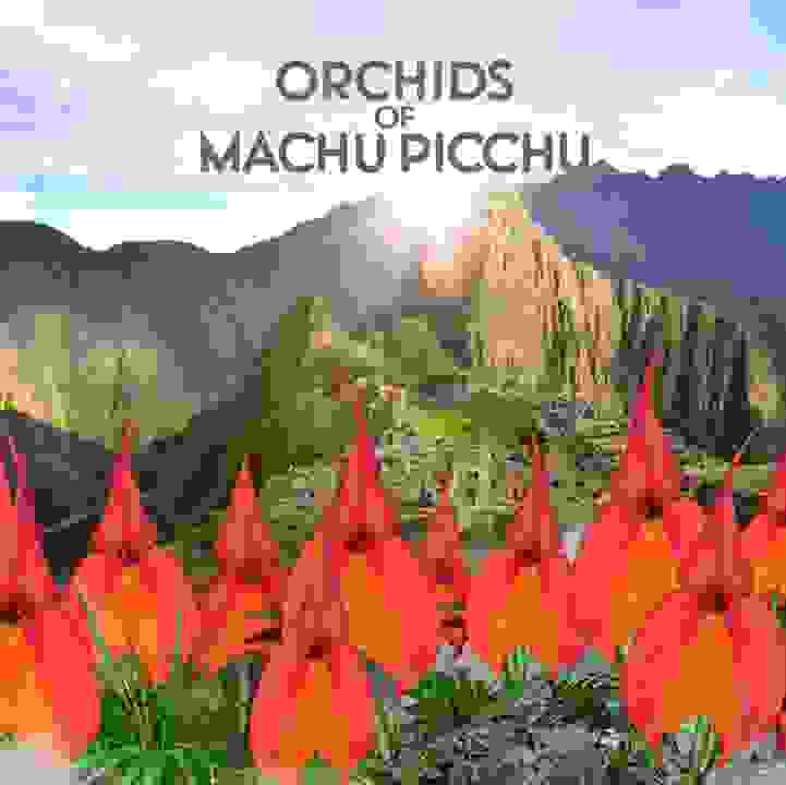 Orchids of Machu Picchu