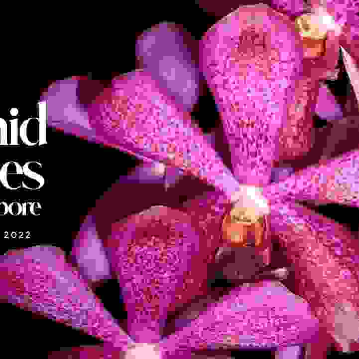 Orchid Stories of Singapore 