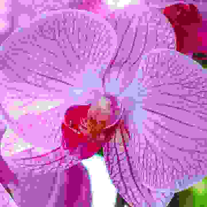 Orchid Extravaganza