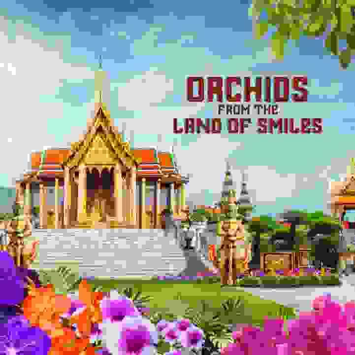 Orchids from the Land of Smiles
