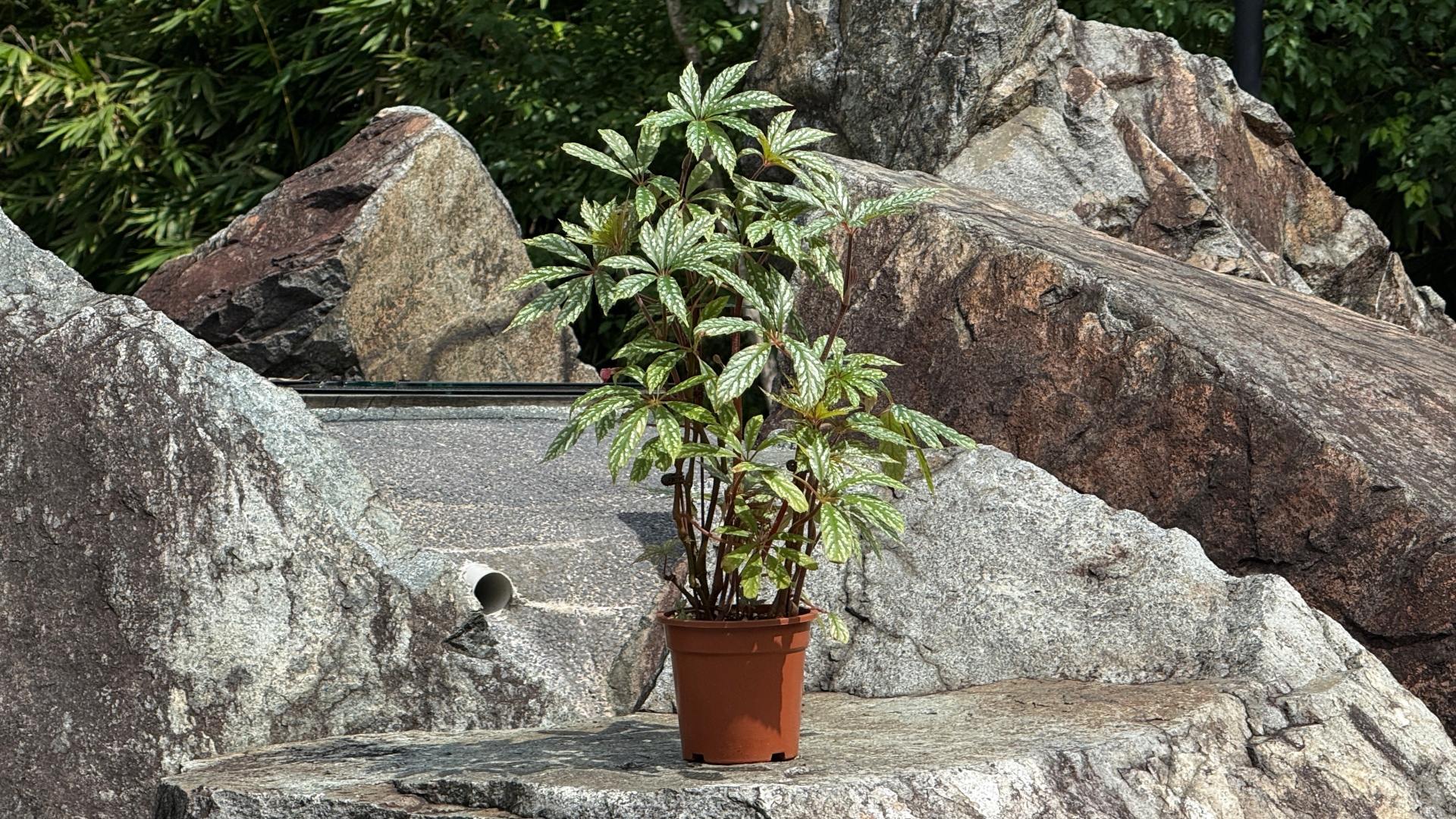 &lt;b&gt;&lt;i&gt;Begonia hemsleyana&lt;/i&gt;&lt;/b&gt;