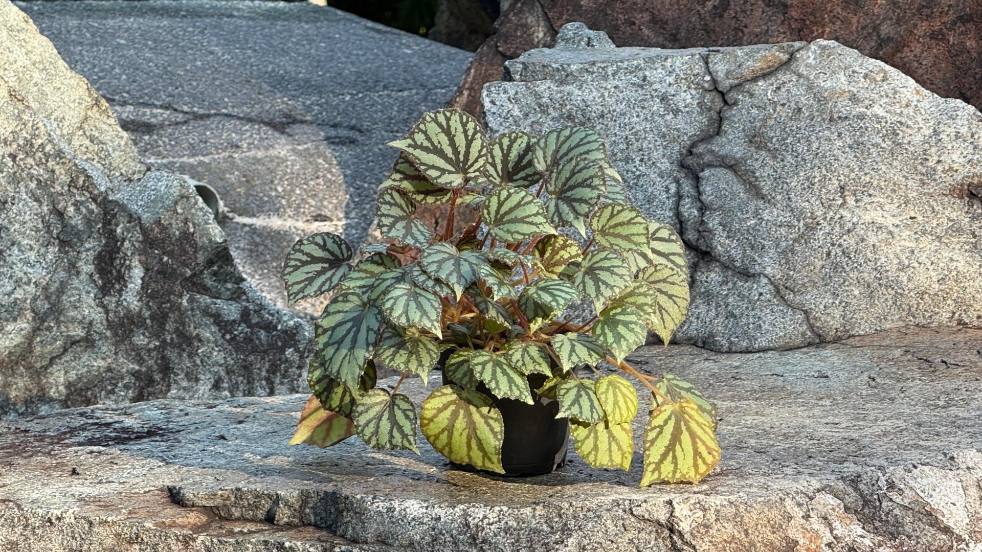 &lt;b&gt;&lt;i&gt;Begonia luzonensis&lt;/i&gt;&lt;/b&gt;