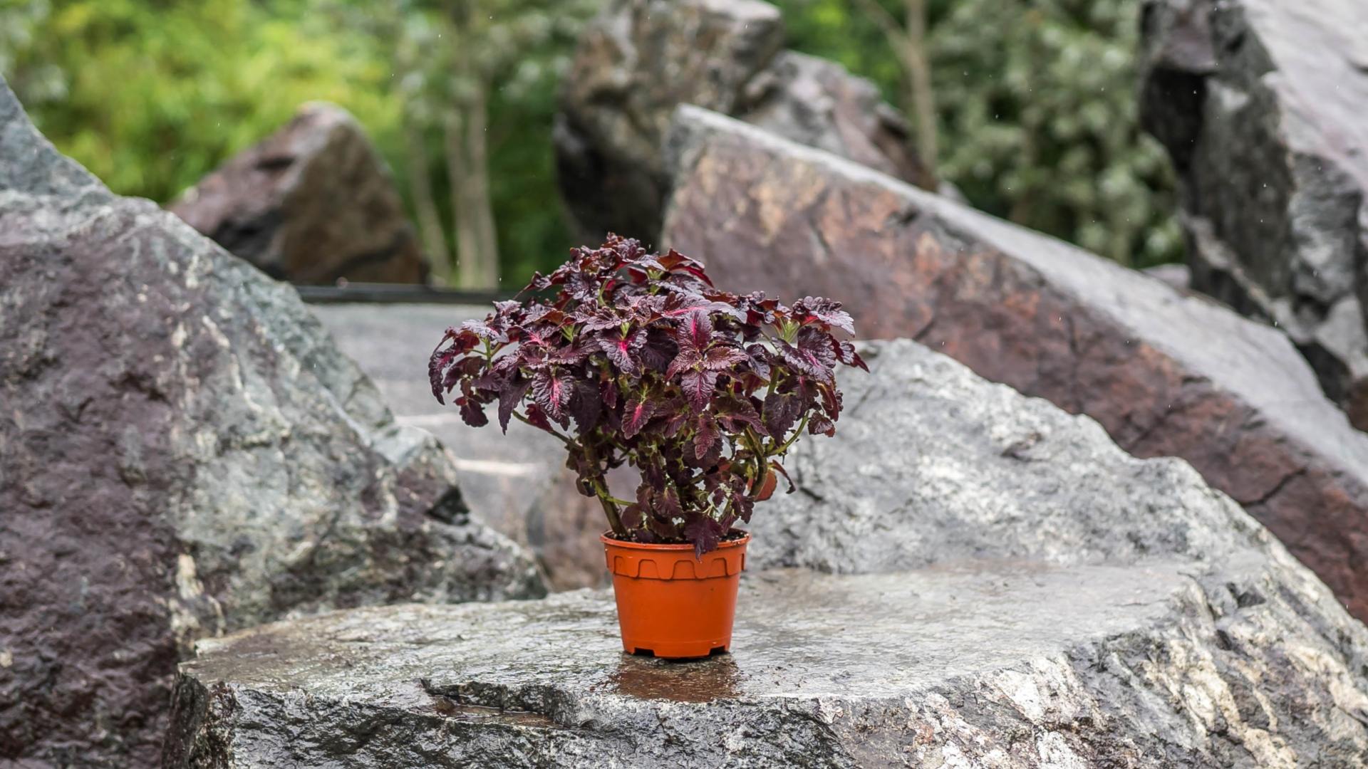 &lt;b&gt;&lt;i&gt;Coleus&lt;/i&gt; 'Black Dragon'&lt;/b&gt;