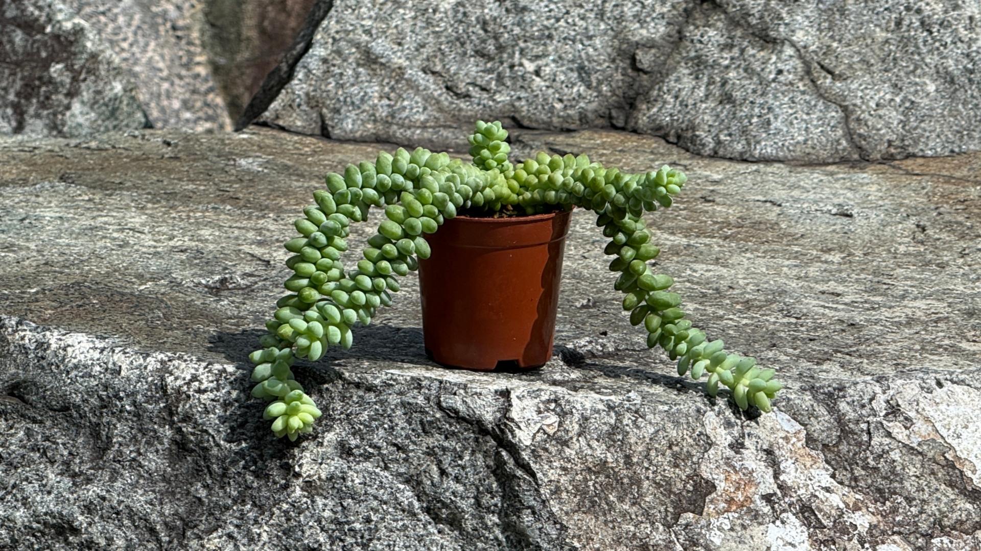 &lt;b&gt;&lt;i&gt;Sedum morganianum&lt;/i&gt; 'Burrito'&lt;/b&gt;