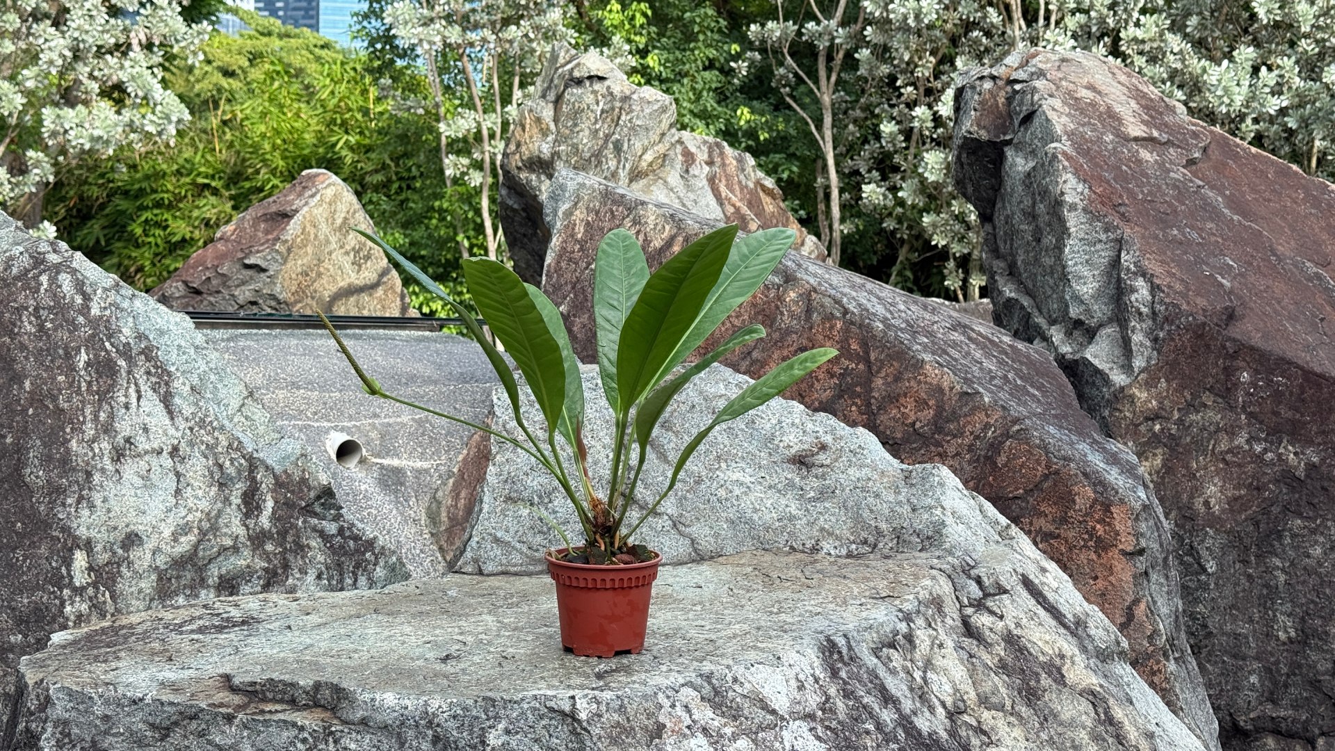 &lt;b&gt;&lt;i&gt;Anthurium scherzerianum&lt;/i&gt; var. &lt;i&gt;rothschildianum&lt;/i&gt;&lt;/b&gt;