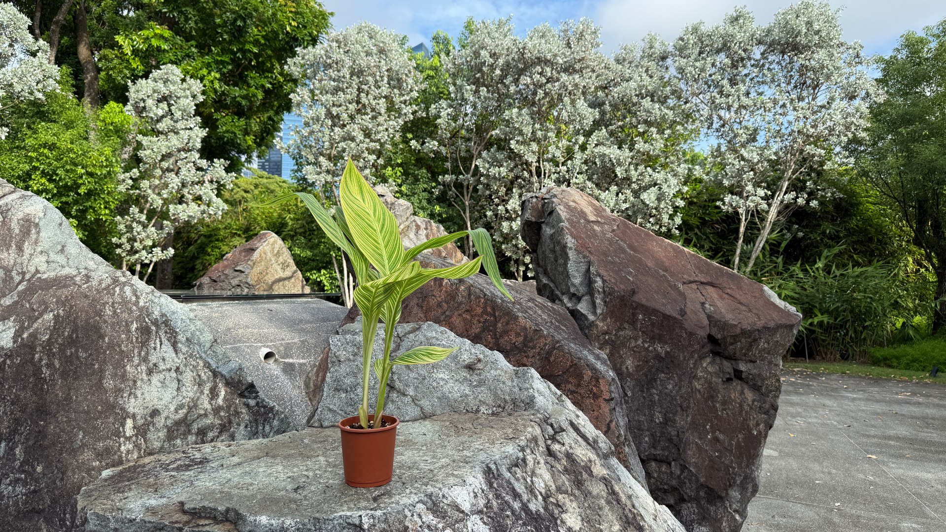&lt;b&gt;&lt;i&gt;Canna&lt;/i&gt;&nbsp;'Pretoria'&lt;/b&gt;