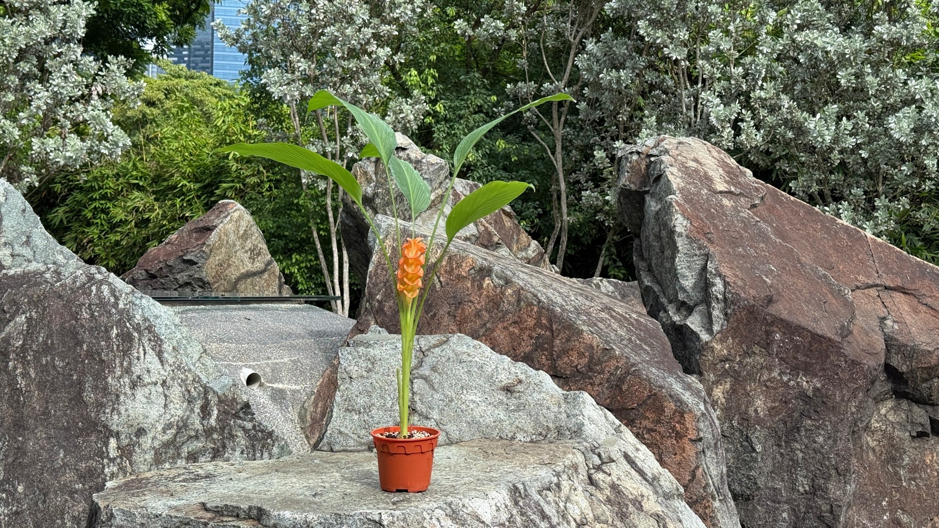 &lt;b&gt;&lt;i&gt;Curcuma roscoeana&lt;/i&gt;&lt;/b&gt;