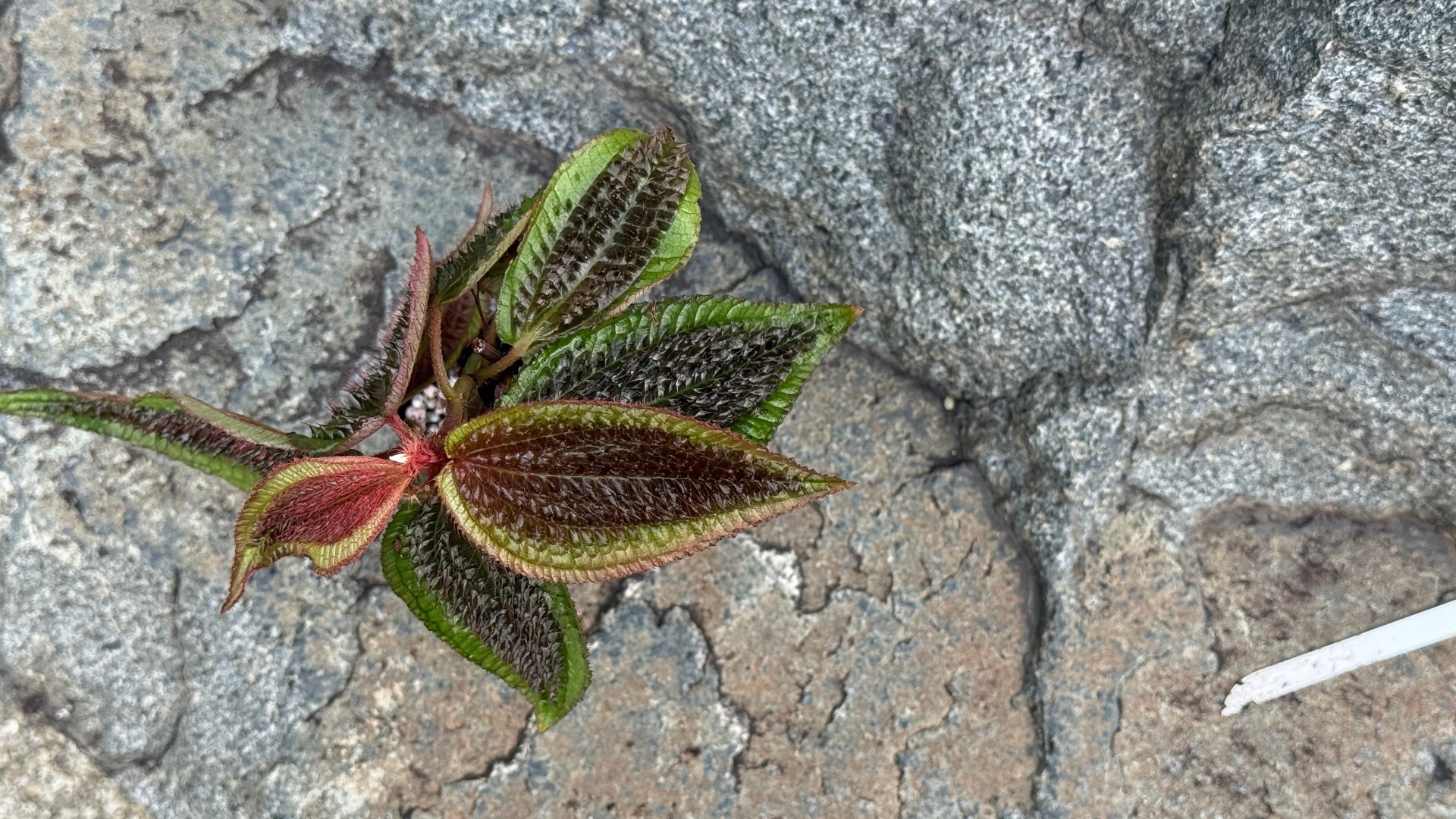 &lt;b&gt;&lt;i&gt;Triolena pustulata&lt;/i&gt;&lt;/b&gt;